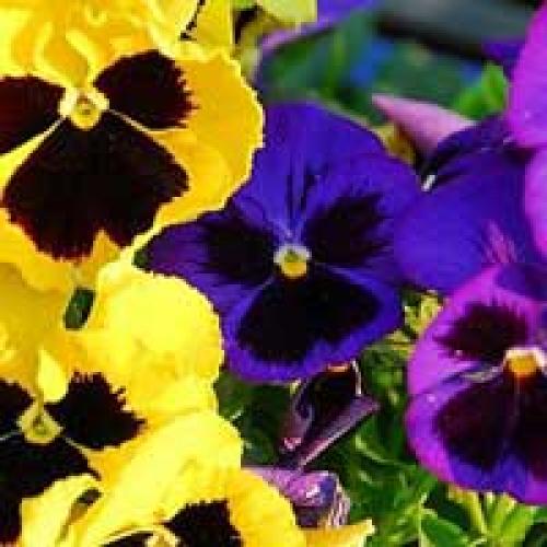 Однолетние цветы, которые растут в тени. Теневыносливые цветы – однолетники.