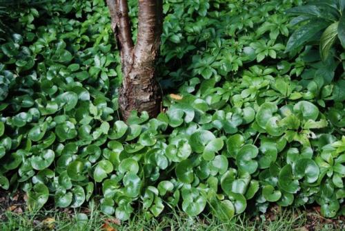 Многолетники цветущие все лето в тени. Тенелюбивые многолетники в саду, огороде (60 фото)
