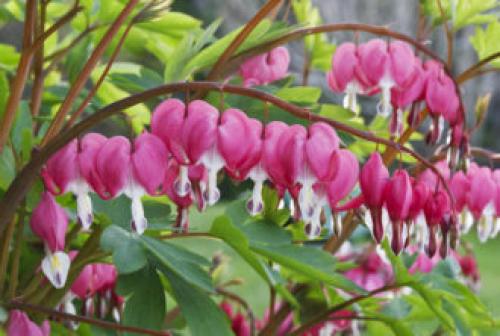 Многолетники цветущие все лето в тени. Тенелюбивые многолетники в саду, огороде (60 фото)