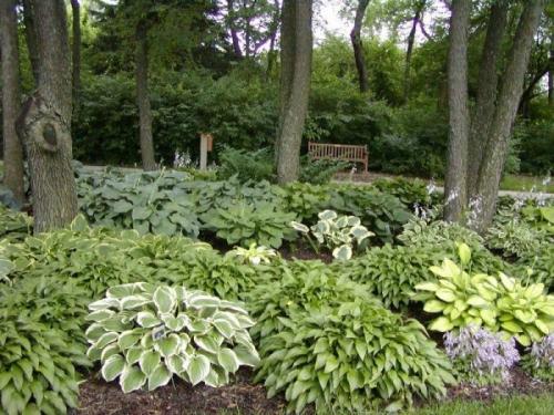 Какие растения посадить в тени забора. Теневыносливые деревья и кустарники: виды, посадка и уход