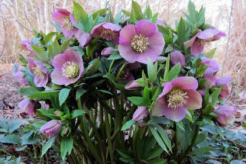 Многолетники цветущие все лето в тени. Тенелюбивые многолетники в саду, огороде (60 фото)