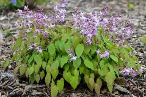 Многолетники цветущие все лето в тени. Тенелюбивые многолетники в саду, огороде (60 фото)