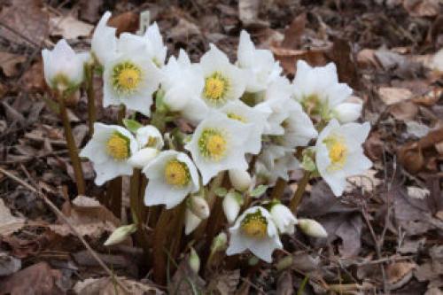 Многолетники цветущие все лето в тени. Тенелюбивые многолетники в саду, огороде (60 фото)