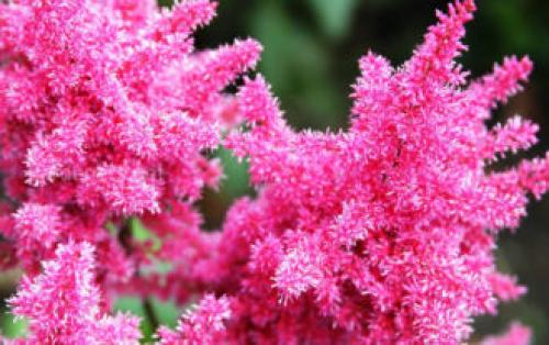 Многолетники цветущие все лето в тени. Тенелюбивые многолетники в саду, огороде (60 фото)