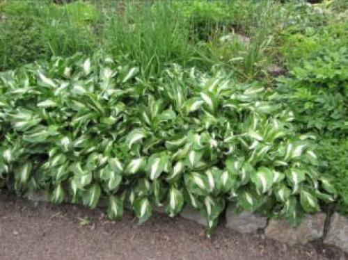 Многолетники цветущие все лето в тени. Тенелюбивые многолетники в саду, огороде (60 фото)