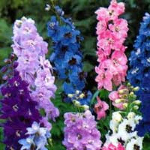 Однолетние цветы, которые растут в тени. Теневыносливые цветы – однолетники.