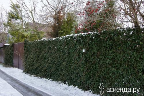 Какие вьющиеся цветы можно посадить в тени. Плющ обыкновенный
