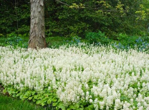 Многолетники цветущие все лето в тени. Тенелюбивые многолетники в саду, огороде (60 фото)
