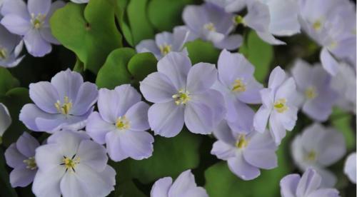 1 клумба в тени. Билет №1. Цветник в тени (или полутени). Мини зона релакса 04