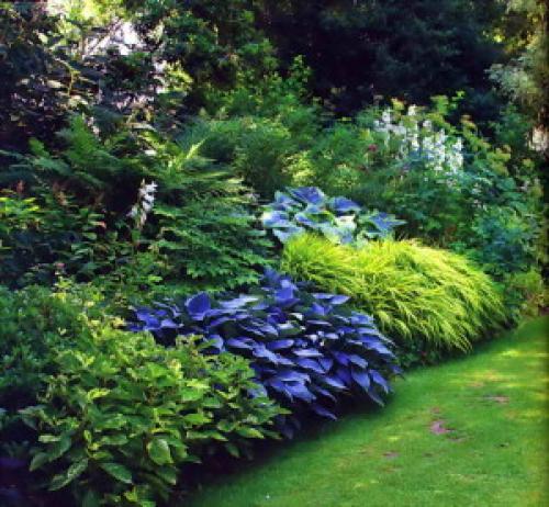 Цветник в тени схемы. Варианты цветников в тени