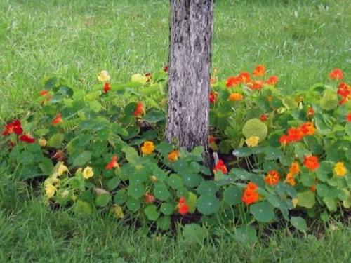 Клумба вокруг дерева. Как создать клумбу под деревом?