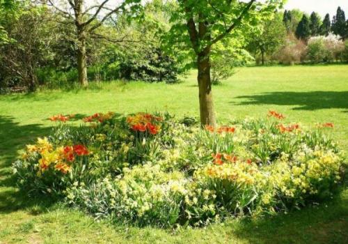 Клумба вокруг дерева. Как создать клумбу под деревом?