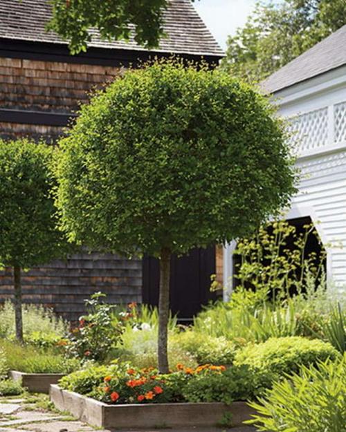 Клумба вокруг дерева. Как создать клумбу под деревом?