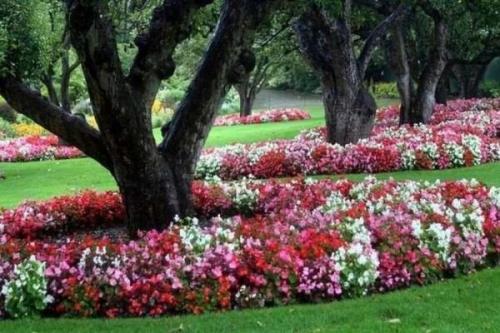 Клумба вокруг дерева. Как создать клумбу под деревом?