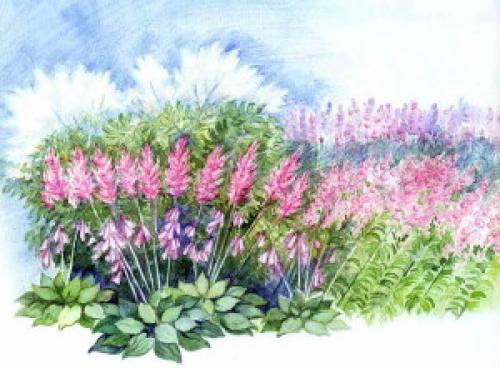 Цветник в тени схемы. Варианты цветников в тени