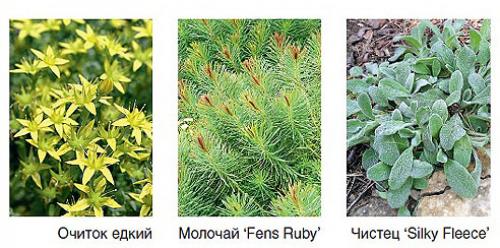 Почвопокровные растения для солнечных мест. Почвопокровные растения для сухих солнечных мест