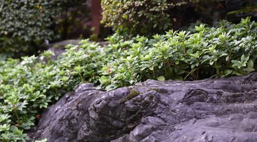 Тенелюбивые почвопокровные растения для сада. Почвопокровные цветущие многолетники - красивые и ухоженные клумбы без хлопот! 19 Тенелюбивые почвопокровные растения для сада. Почвопокровные цветущие многолетники - красивые и ухоженные клумбы без хлопот! 19