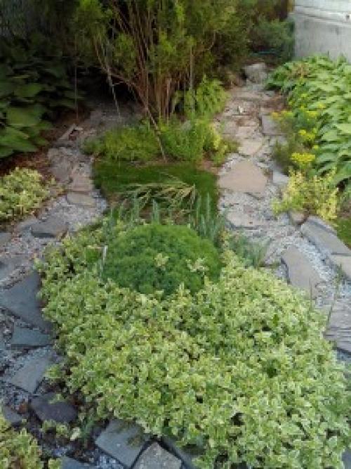 Тенелюбивые почвопокровные растения для сада. Почвопокровные цветущие многолетники - красивые и ухоженные клумбы без хлопот! 17 Тенелюбивые почвопокровные растения для сада. Почвопокровные цветущие многолетники - красивые и ухоженные клумбы без хлопот! 17