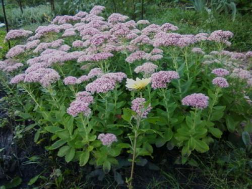 Тенелюбивые почвопокровные растения для сада. Почвопокровные цветущие многолетники - красивые и ухоженные клумбы без хлопот!