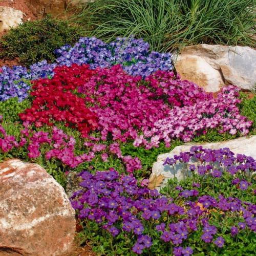 Тенелюбивые почвопокровные растения для сада. Почвопокровные цветущие многолетники - красивые и ухоженные клумбы без хлопот! 16 Тенелюбивые почвопокровные растения для сада. Почвопокровные цветущие многолетники - красивые и ухоженные клумбы без хлопот! 16