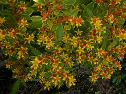 Тенелюбивые почвопокровные растения для сада. Почвопокровные цветущие многолетники - красивые и ухоженные клумбы без хлопот!