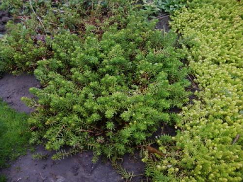 Тенелюбивые почвопокровные растения для сада. Почвопокровные цветущие многолетники - красивые и ухоженные клумбы без хлопот!