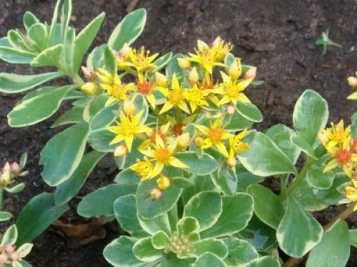 Тенелюбивые почвопокровные растения для сада. Почвопокровные цветущие многолетники - красивые и ухоженные клумбы без хлопот!