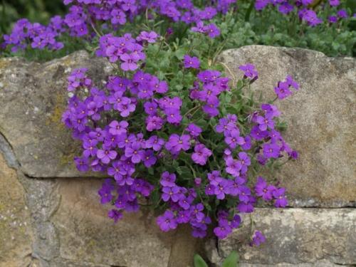 Тенелюбивые почвопокровные растения для сада. Почвопокровные цветущие многолетники - красивые и ухоженные клумбы без хлопот! 15 Тенелюбивые почвопокровные растения для сада. Почвопокровные цветущие многолетники - красивые и ухоженные клумбы без хлопот! 15