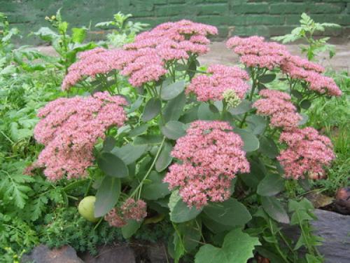 Тенелюбивые почвопокровные растения для сада. Почвопокровные цветущие многолетники - красивые и ухоженные клумбы без хлопот!