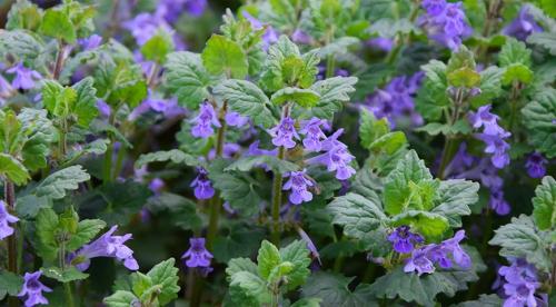 Тенелюбивые почвопокровные растения для сада. Почвопокровные цветущие многолетники - красивые и ухоженные клумбы без хлопот! 23 Тенелюбивые почвопокровные растения для сада. Почвопокровные цветущие многолетники - красивые и ухоженные клумбы без хлопот! 23