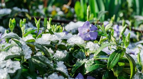 Тенелюбивые почвопокровные растения для сада. Почвопокровные цветущие многолетники - красивые и ухоженные клумбы без хлопот! 22 Тенелюбивые почвопокровные растения для сада. Почвопокровные цветущие многолетники - красивые и ухоженные клумбы без хлопот! 22