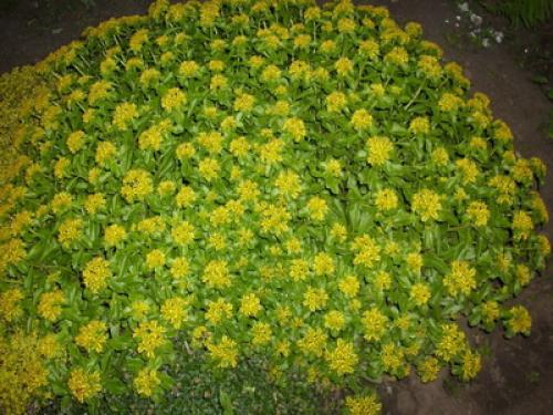 Тенелюбивые почвопокровные растения для сада. Почвопокровные цветущие многолетники - красивые и ухоженные клумбы без хлопот!