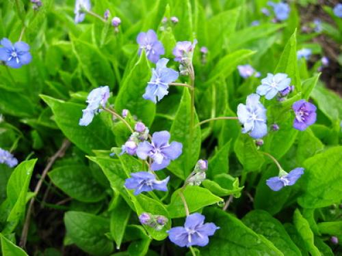 Тенелюбивые почвопокровные растения для сада. Почвопокровные цветущие многолетники - красивые и ухоженные клумбы без хлопот!