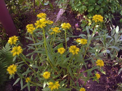 Тенелюбивые почвопокровные растения для сада. Почвопокровные цветущие многолетники - красивые и ухоженные клумбы без хлопот!