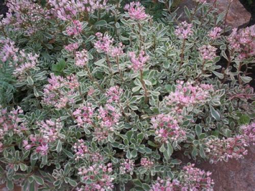 Тенелюбивые почвопокровные растения для сада. Почвопокровные цветущие многолетники - красивые и ухоженные клумбы без хлопот!