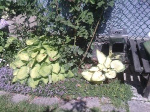 Тенелюбивые почвопокровные растения для сада. Почвопокровные цветущие многолетники - красивые и ухоженные клумбы без хлопот! 14 Тенелюбивые почвопокровные растения для сада. Почвопокровные цветущие многолетники - красивые и ухоженные клумбы без хлопот! 14