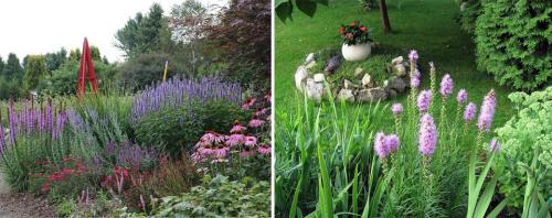 Топ не убиваемых цветущих многолетников. Многолетние цветы для дачи