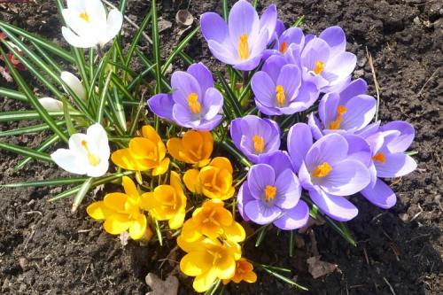 Нецветущие многолетники. 50 самых неприхотливых цветов для дачи: многолетники и однолетние для ленивых и работяг