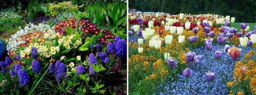 Топ не убиваемых цветущих многолетников. Многолетние цветы для дачи