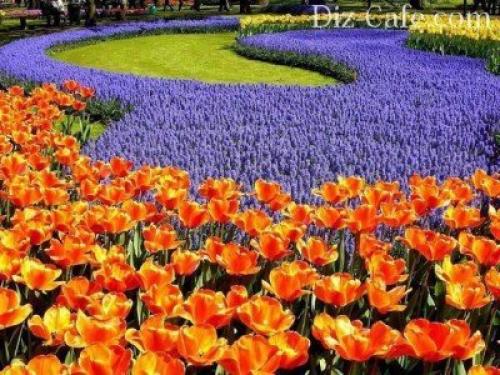 Топ не убиваемых цветущих многолетников. Многолетние цветы для дачи 07 Топ не убиваемых цветущих многолетников. Многолетние цветы для дачи 07