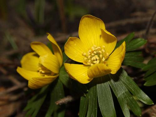 Многолетние цветы средней высоты. Многолетники, цветущие весной