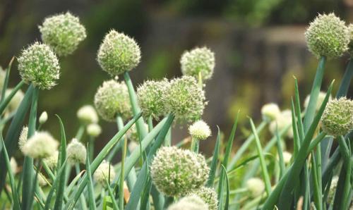 Какие растения высаживают в тени у забора. Добавление статьи в новую подборку 08