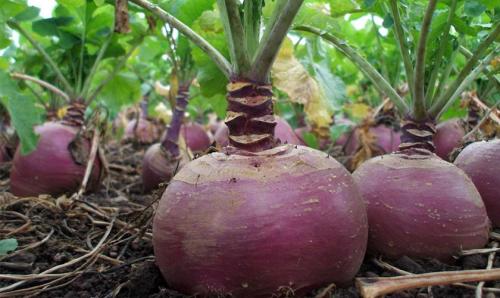 Какие растения высаживают в тени у забора. Добавление статьи в новую подборку 04