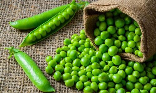 Какие растения высаживают в тени у забора. Добавление статьи в новую подборку 07