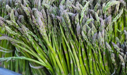 Какие растения высаживают в тени у забора. Добавление статьи в новую подборку 09