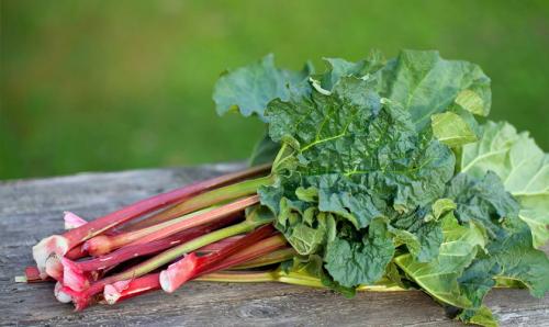 Какие растения высаживают в тени у забора. Добавление статьи в новую подборку 03