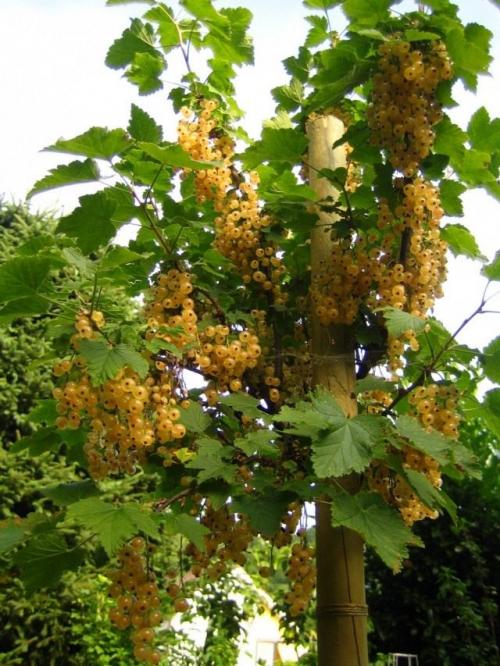 Подкормка плодовых деревьев в июле. Дозы подкормок под плодовые деревья в летний период