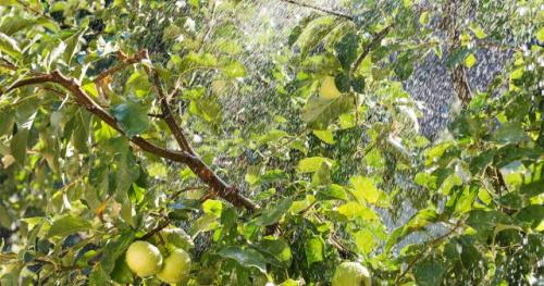 Подкормка плодовых деревьев по листу. Способы подкормки яблонь