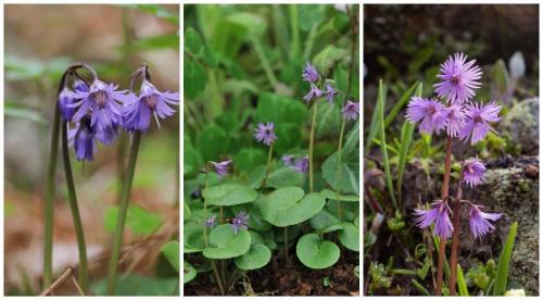 Что посадить на клумбах в тени. Растения для цветника в тени: какие выбрать и почему 17
