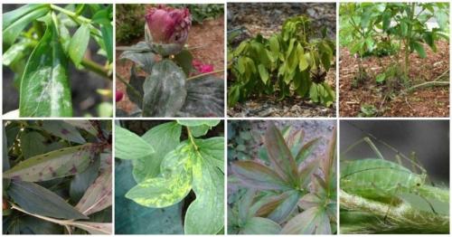 Уход за пионами после цветения. Как ухаживать за пионами в августе и сентябре для пышного цветения